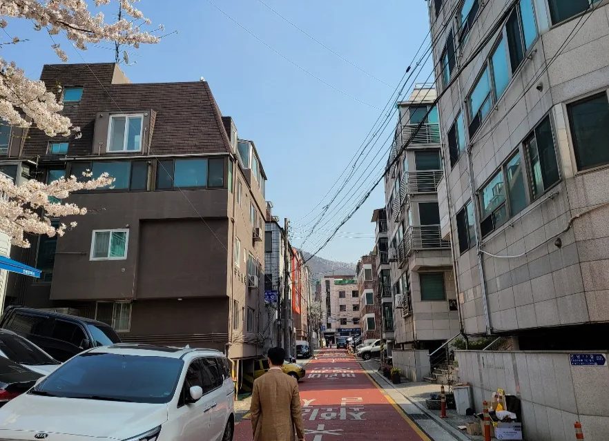 양재동 300-1 앞 이면도로 – 벚꽃이 핀 주택가 도로
